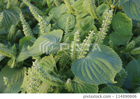 Perilla frutescens plant on farm for harvest 114890606