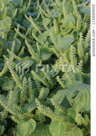 Perilla frutescens plant on farm for harvest 114890609