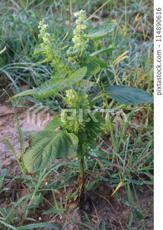 Perilla frutescens plant on farm for harvest Perilla frutescens plant on farm for harvest 114890616