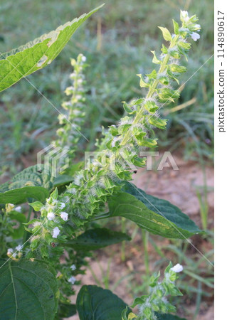 Perilla frutescens plant on farm for harvest Perilla frutescens plant on farm for harvest 114890617