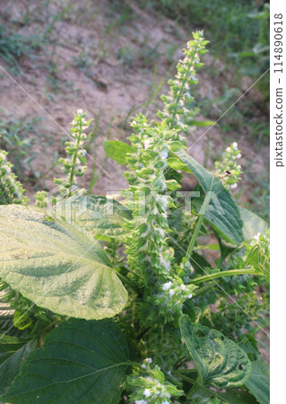 Perilla frutescens plant on farm for harvest Perilla frutescens plant on farm for harvest 114890618