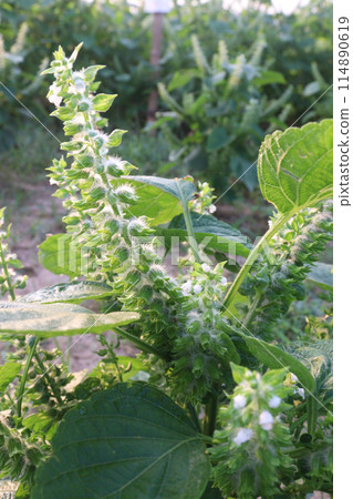 Perilla frutescens plant on farm for harvest 114890619