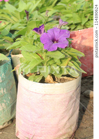 Petunia axillaris flower plant on pot Petunia axillaris flower plant on pot 114890624