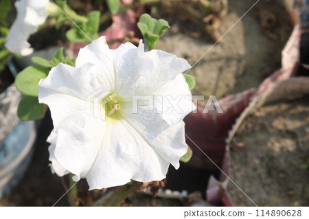 Petunia axillaris flower plant on pot Petunia axillaris flower plant on pot 114890628