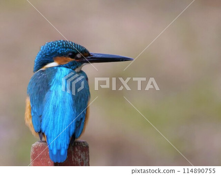 鈷藍色翅膀的翠鳥 鈷藍色翅膀的翠鳥 114890755