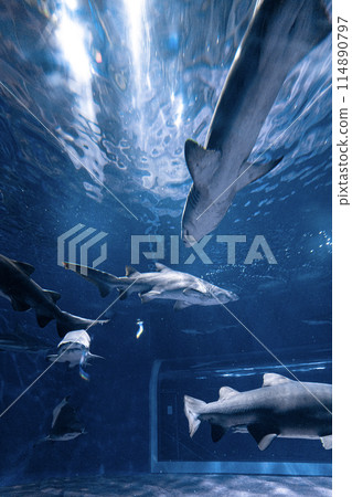 Aqua World Oarai's shark tank 114890797