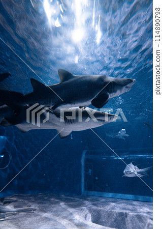 Two sharks swimming together (Sand Sharks) Two sharks swimming together (Sand Sharks) 114890798