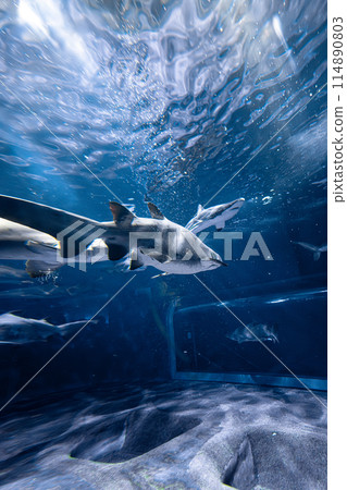 Cool shark back view 114890803