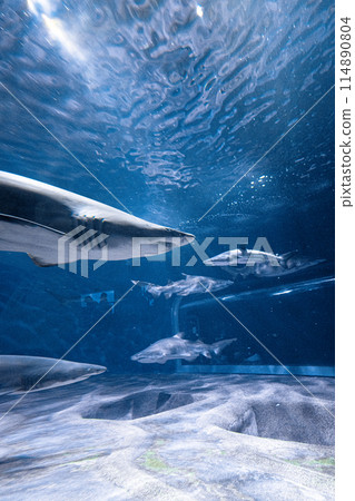 水世界大洗鯊魚池 水世界大洗鯊魚池 114890804