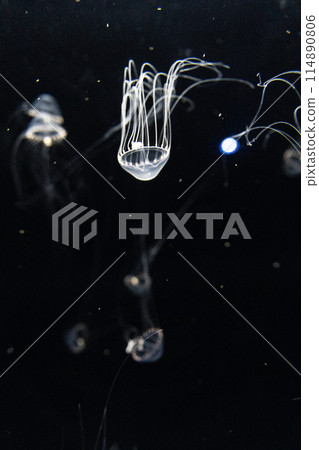 大洗水世界的白水母 大洗水世界的白水母 114890806
