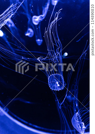 大洗水世界的藍色水母 大洗水世界的藍色水母 114890810