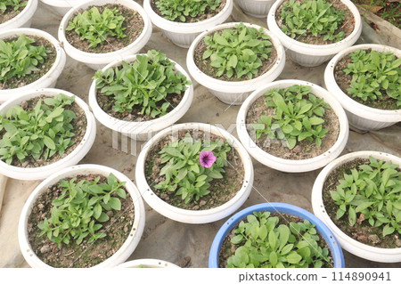 Petunia axillaris flower plant on pot Petunia axillaris flower plant on pot 114890941
