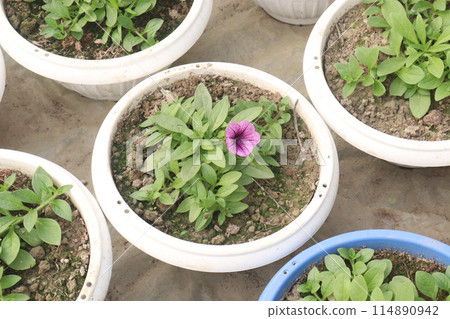 Petunia axillaris flower plant on pot Petunia axillaris flower plant on pot 114890942