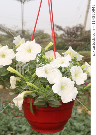 Petunia axillaris flower plant on pot Petunia axillaris flower plant on pot 114890945