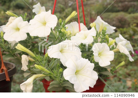 Petunia axillaris flower plant on pot Petunia axillaris flower plant on pot 114890946