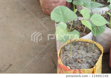 phaseolus coccineus seedling on farm phaseolus coccineus seedling on farm 114891148