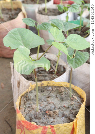 phaseolus coccineus seedling on farm phaseolus coccineus seedling on farm 114891149