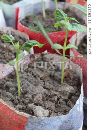 phaseolus coccineus seedling on farm phaseolus coccineus seedling on farm 114891150