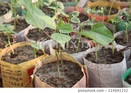 phaseolus coccineus seedling on farm phaseolus coccineus seedling on farm 114891152
