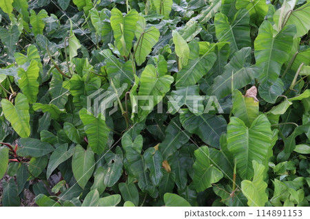Philodendron Burle Marx plant nursery 114891153