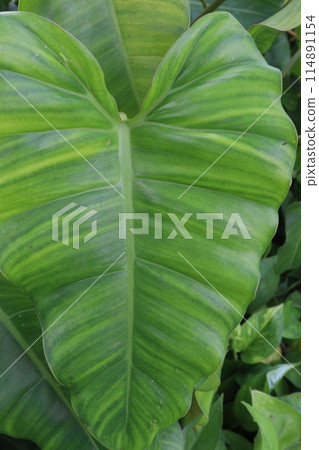Philodendron Burle Marx plant nursery Philodendron Burle Marx plant nursery 114891154