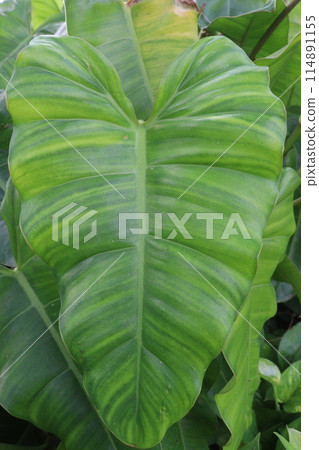 Philodendron Burle Marx plant nursery Philodendron Burle Marx plant nursery 114891155