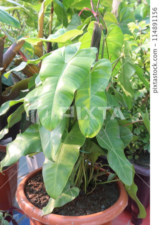 Philodendron Burle Marx plant nursery Philodendron Burle Marx plant nursery 114891156