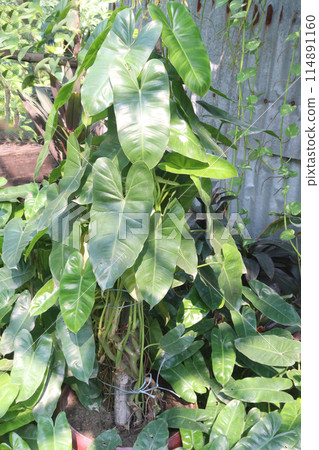 Philodendron Burle Marx plant nursery Philodendron Burle Marx plant nursery 114891160