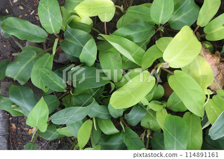 philodendron erubescens plant on nursery philodendron erubescens plant on nursery 114891161