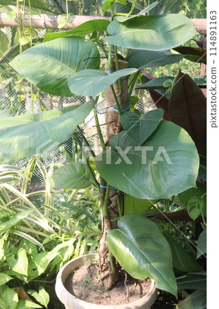 Philodendron ferrugineum Croat plant on nursery Philodendron ferrugineum Croat plant on nursery 114891163