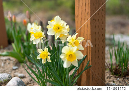 Daffodils by the River 2 Daffodils by the River 2 114891252