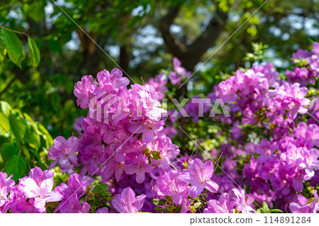 Blooming mountain azalea 114891284