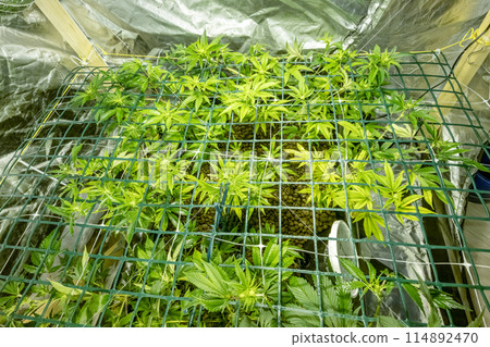 SoG Sea of Green net hemp cultivation technique Growing pot in growtent indoor Vegetative stage marijuana growth Medical 114892470