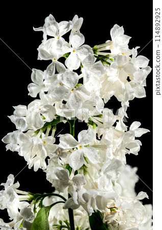 Blooming white lilac on a black background 114892925