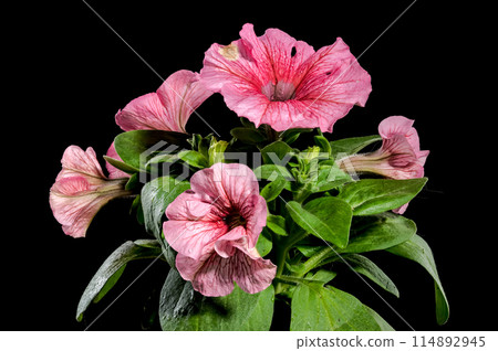Blooming pink Petunia flowers on a black background 114892945