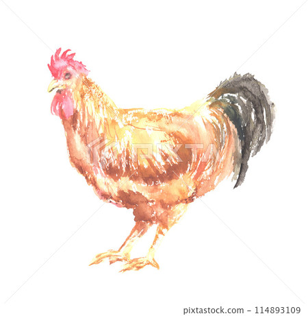 Watercolor illustration of Nagoya Cochin 114893109