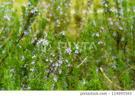 天然花園薰衣草藍色小花 114893565