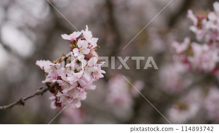 Sakura cherry blossom in spring on a cloudy day Sakura cherry blossom in spring on a cloudy day 114893742