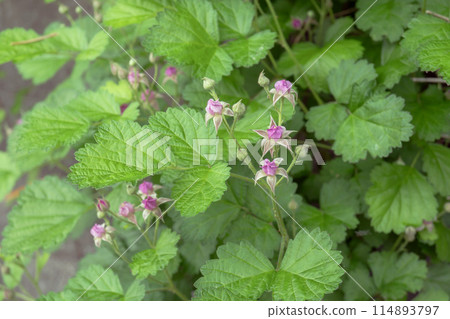 Close-up of the pink buds of Japanese Raspberry [Raspberry] Rosaceae, May 114893797