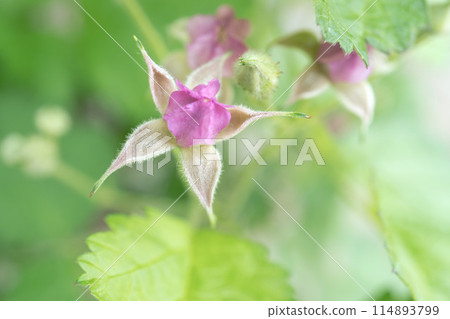 Macro photo of a star-shaped bud of Raspberry [Raspberry] Rosaceae, May 114893799