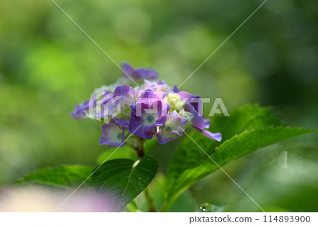 繡球花(繡球花) 繡球花(繡球花) 114893900