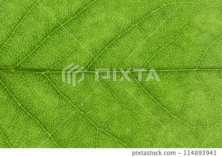 Azalea young leaves and veins [Background material] 114893941