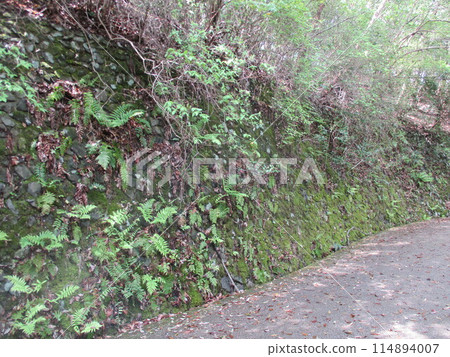 Plants scattered along the mountain path 114894007