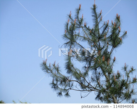 pine tree against the blue sky pine tree against the blue sky 114894008