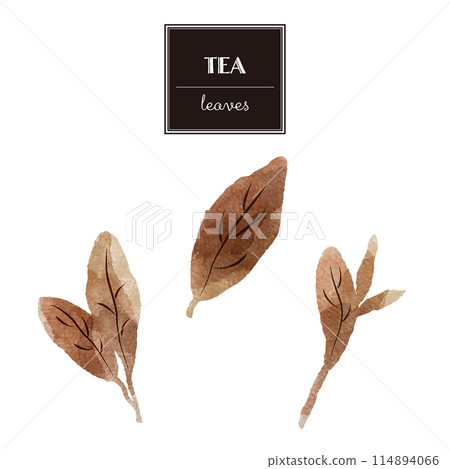 簡單的棕葉水彩插畫集(紅茶、烏龍茶、紅茶等) 簡單的棕葉水彩插畫集(紅茶、烏龍茶、紅茶等) 114894066