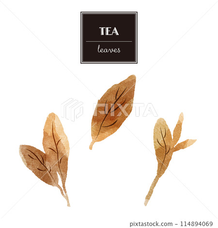 簡單的棕葉水彩插畫集(紅茶、烏龍茶、紅茶等) 簡單的棕葉水彩插畫集(紅茶、烏龍茶、紅茶等) 114894069