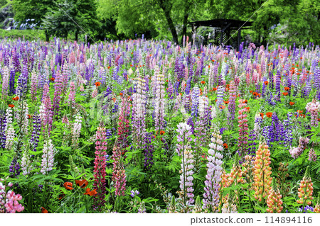 多彩羽扇豆 1 多彩羽扇豆 1 114894116