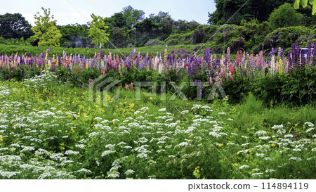 奧雷亞和羽扇豆 114894119