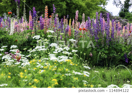 Lupine and Orleans 2 Lupine and Orleans 2 114894122