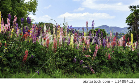 Lupine flower field (16:9) Lupine flower field (16:9) 114894123
